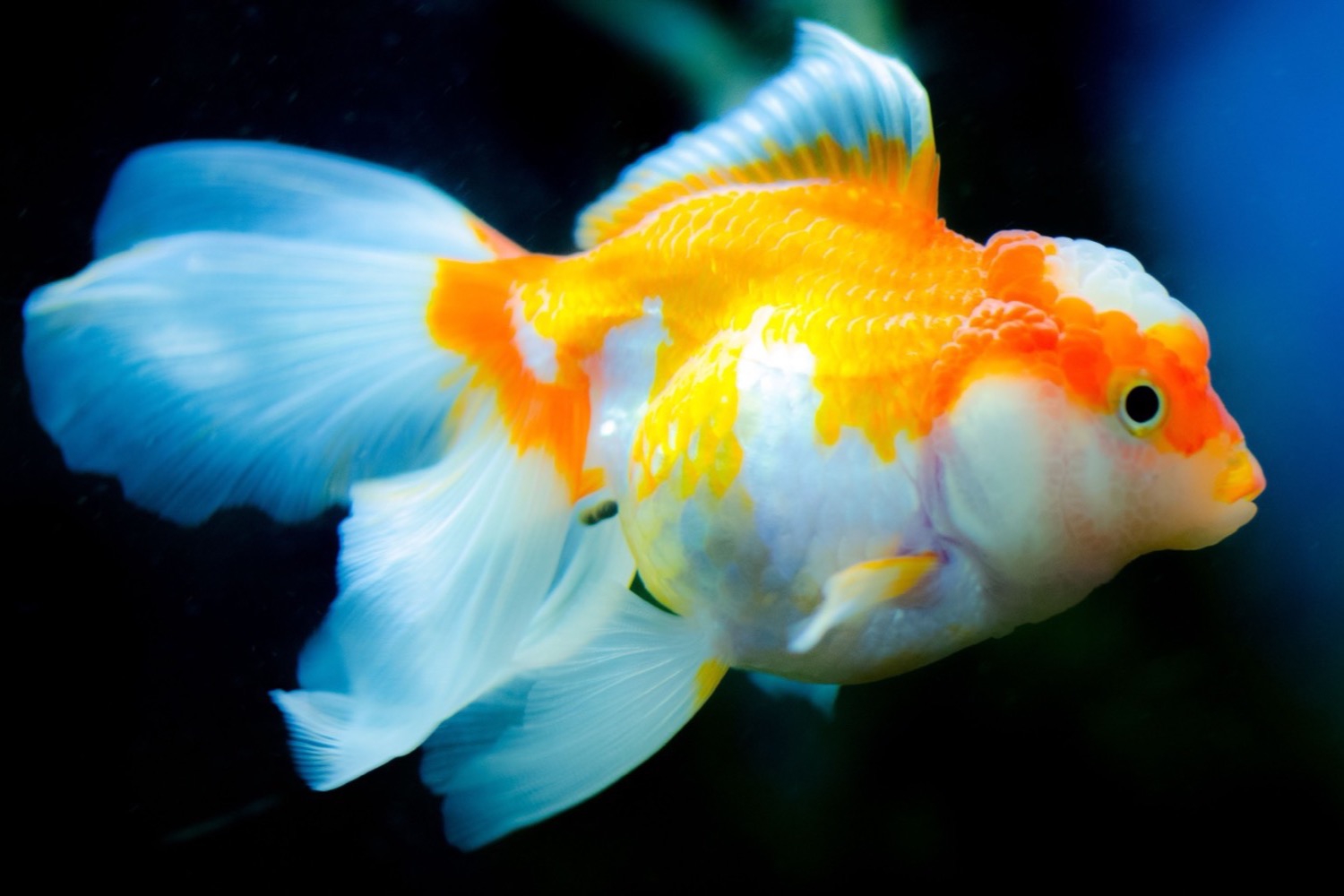 A single goldfish photographed against dark water.